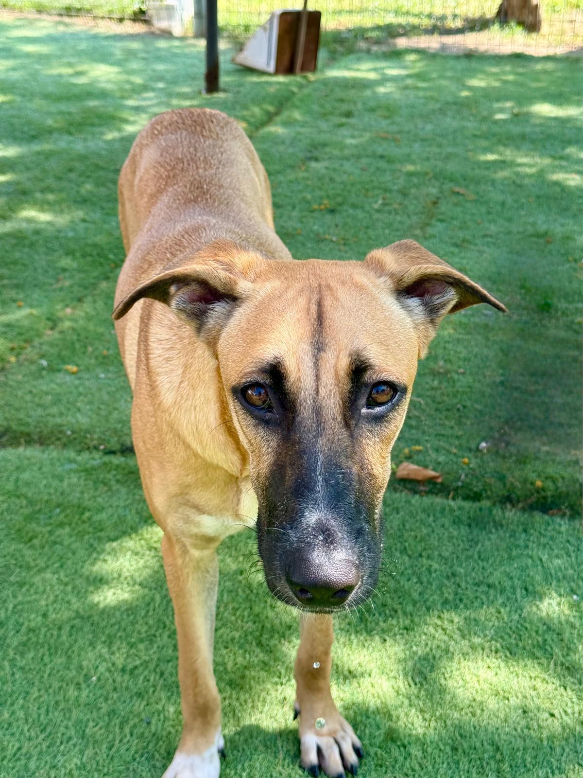 Enlarge Cassie, a Adoptable mixed breed in Brockville, ON image 3/6