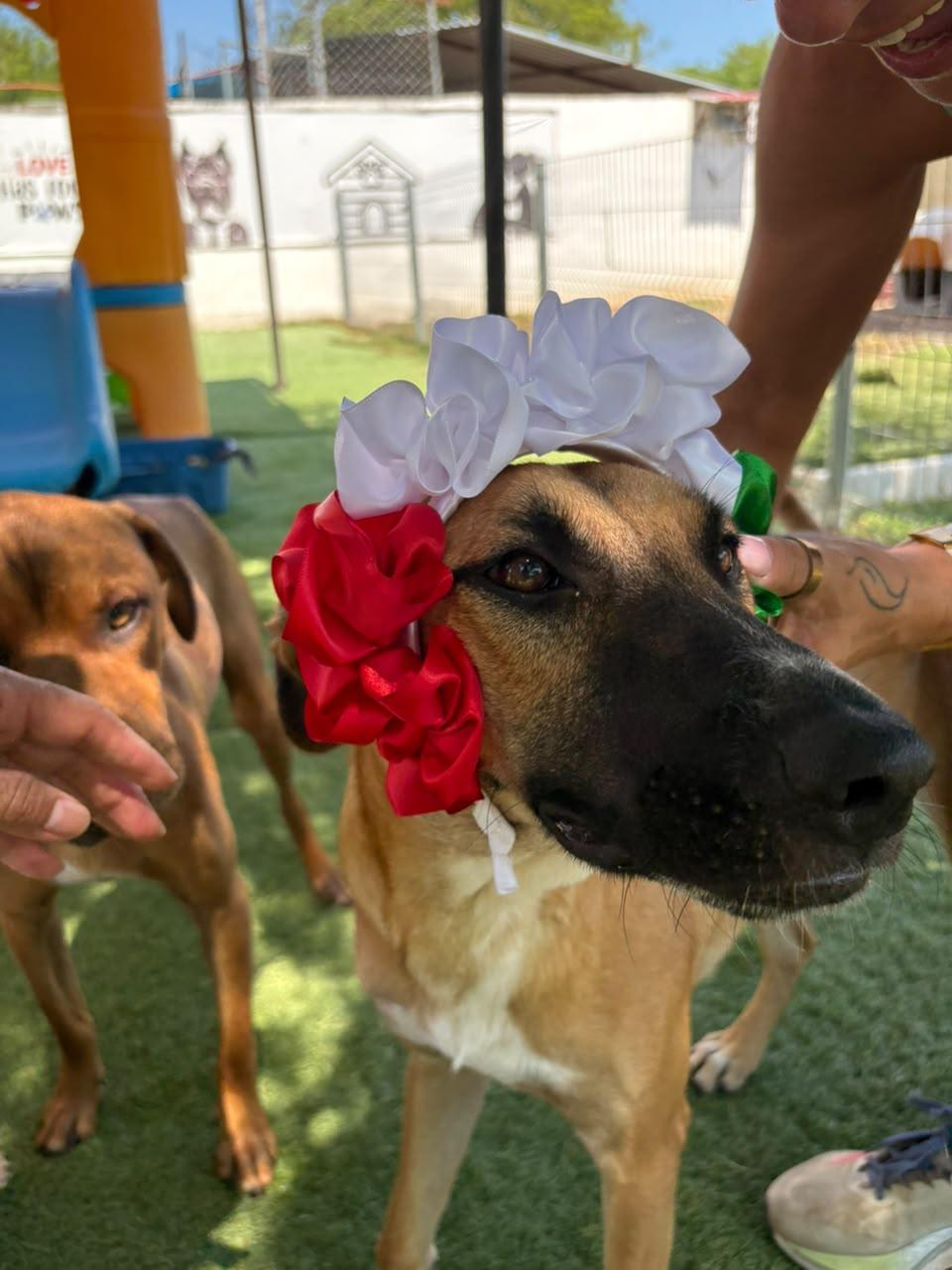 Enlarge Cassie, a Adoptable mixed breed in Brockville, ON image 2/6