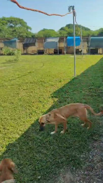 Enlarge Cassie, a Adoptable mixed breed in Brockville, ON video 5/6