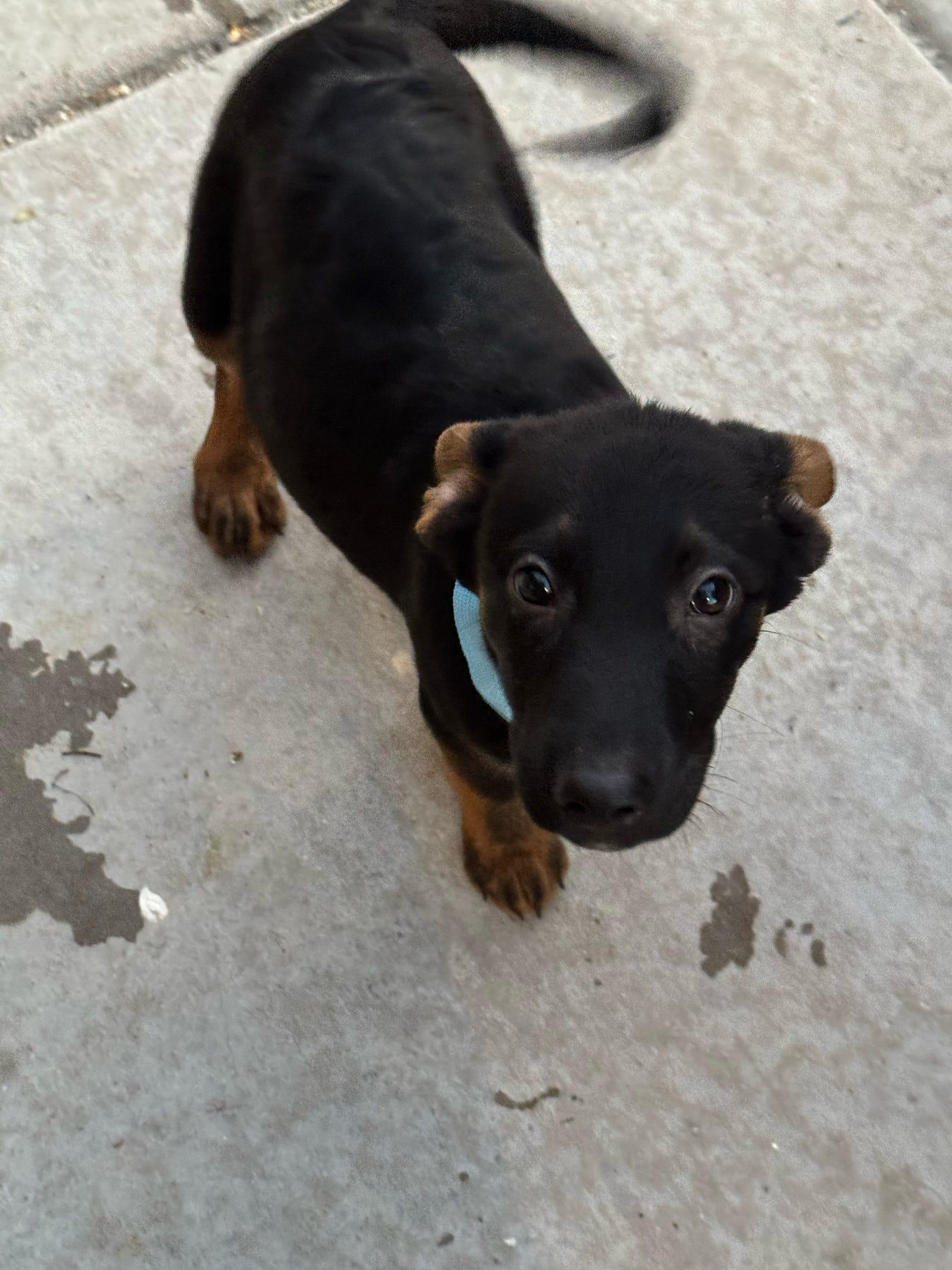 Poseidon, Adoptable, Young Male German Shepherd Dog.