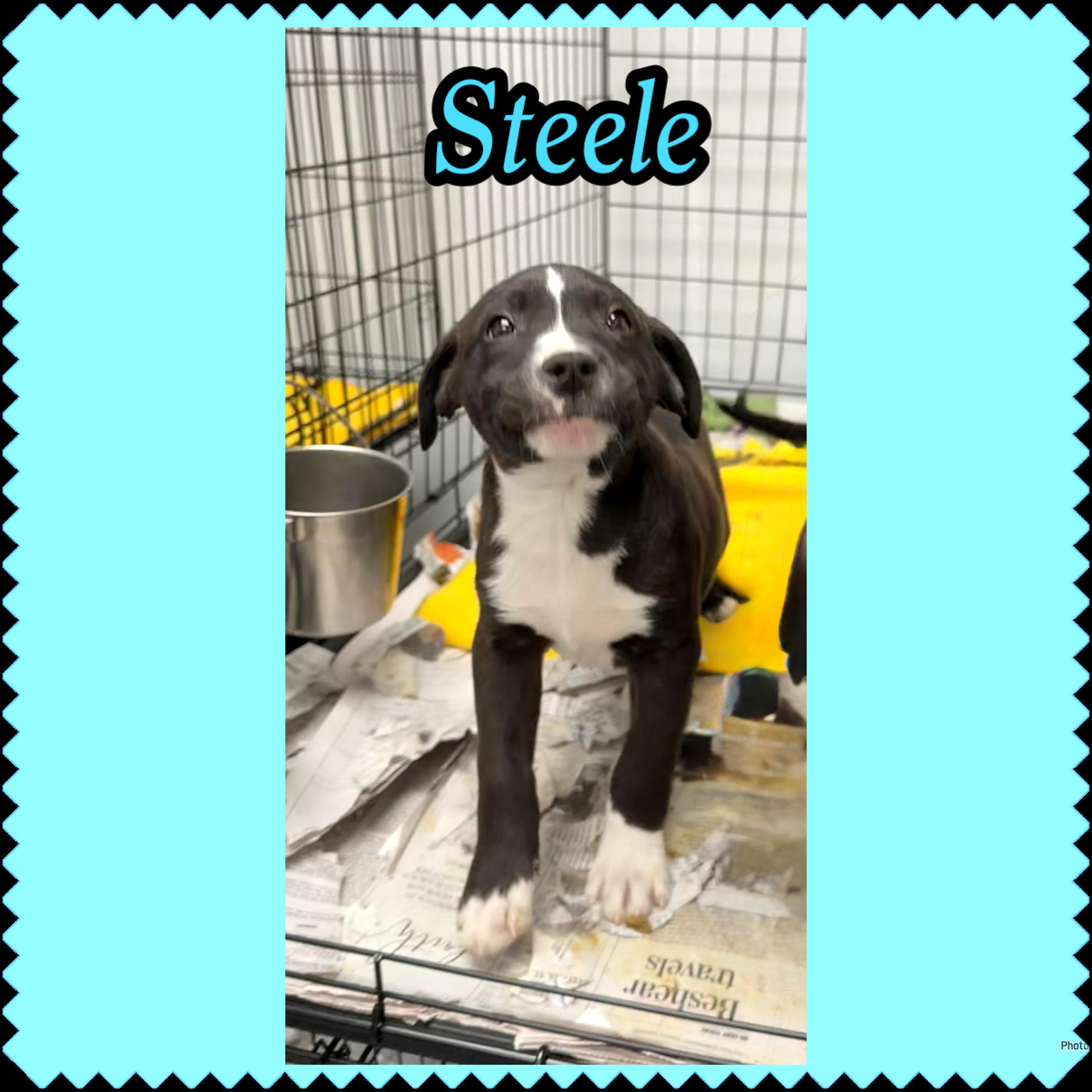 Steele, Adoptable, Puppy Male Mixed Breed.