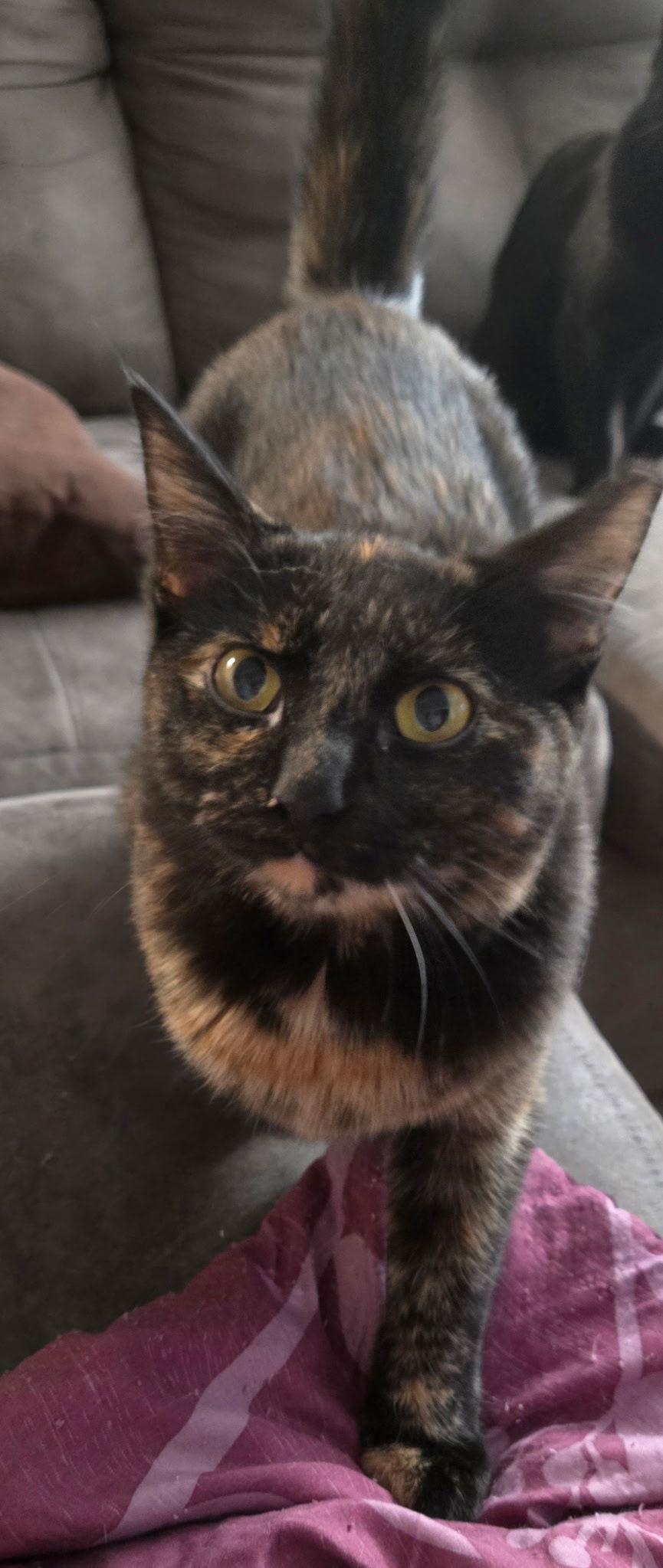 Crumpets, Adoptable, Young Female Domestic Short Hair.