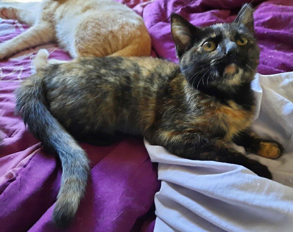 Crumpets thumbnail 4