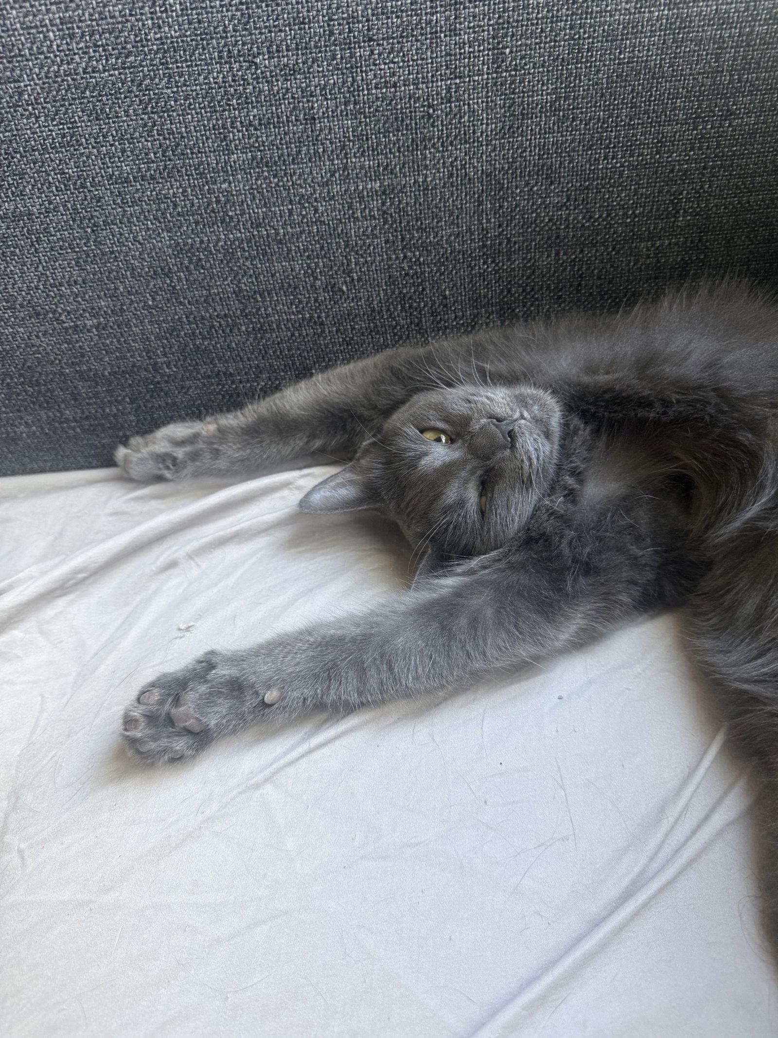 Kiki kitty, Adoptable, Adult Female Russian Blue & Domestic Short Hair.