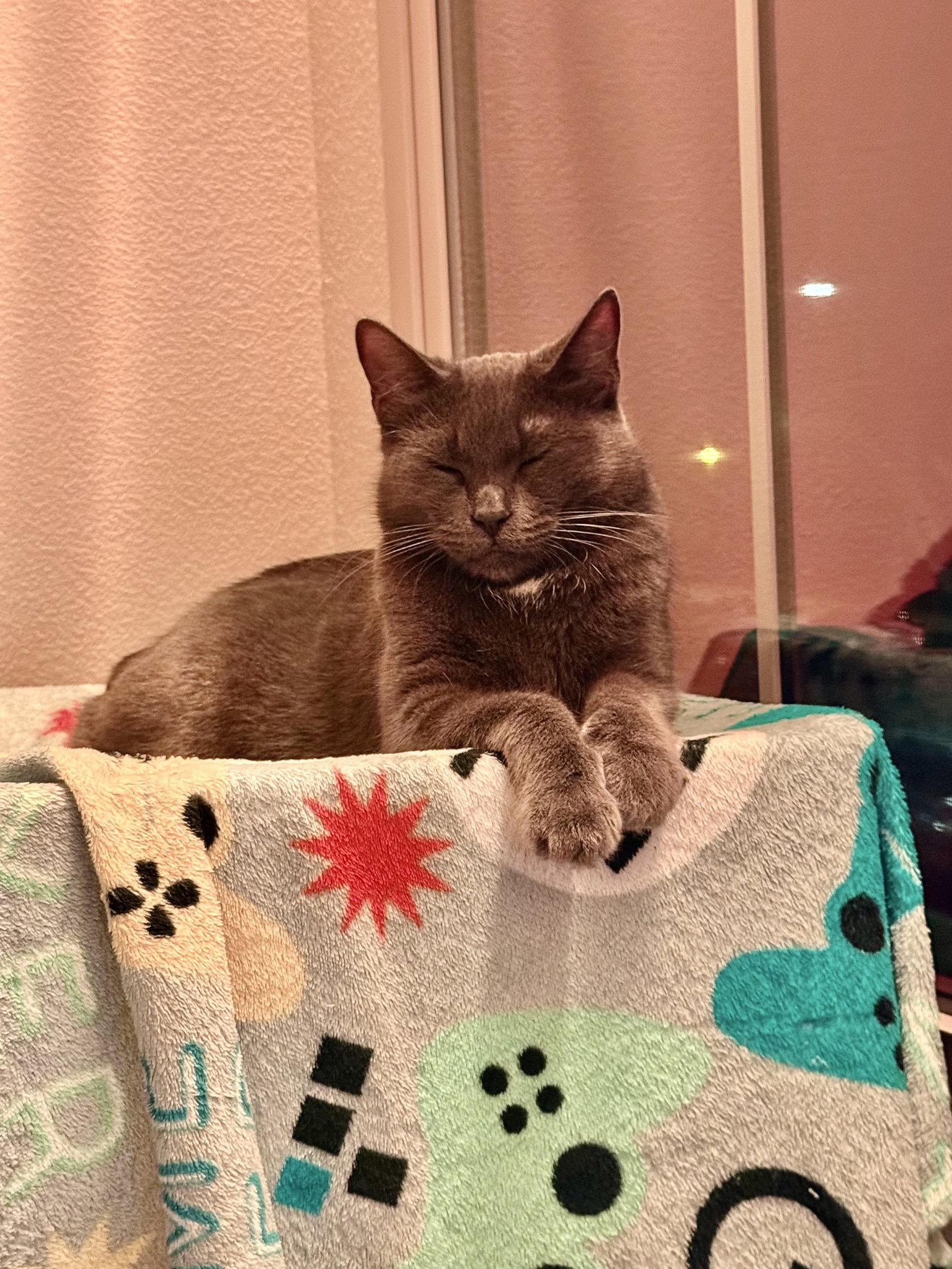 Kiki kitty, a Adoptable mixed breed in Laguna Niguel, CA image 2/3