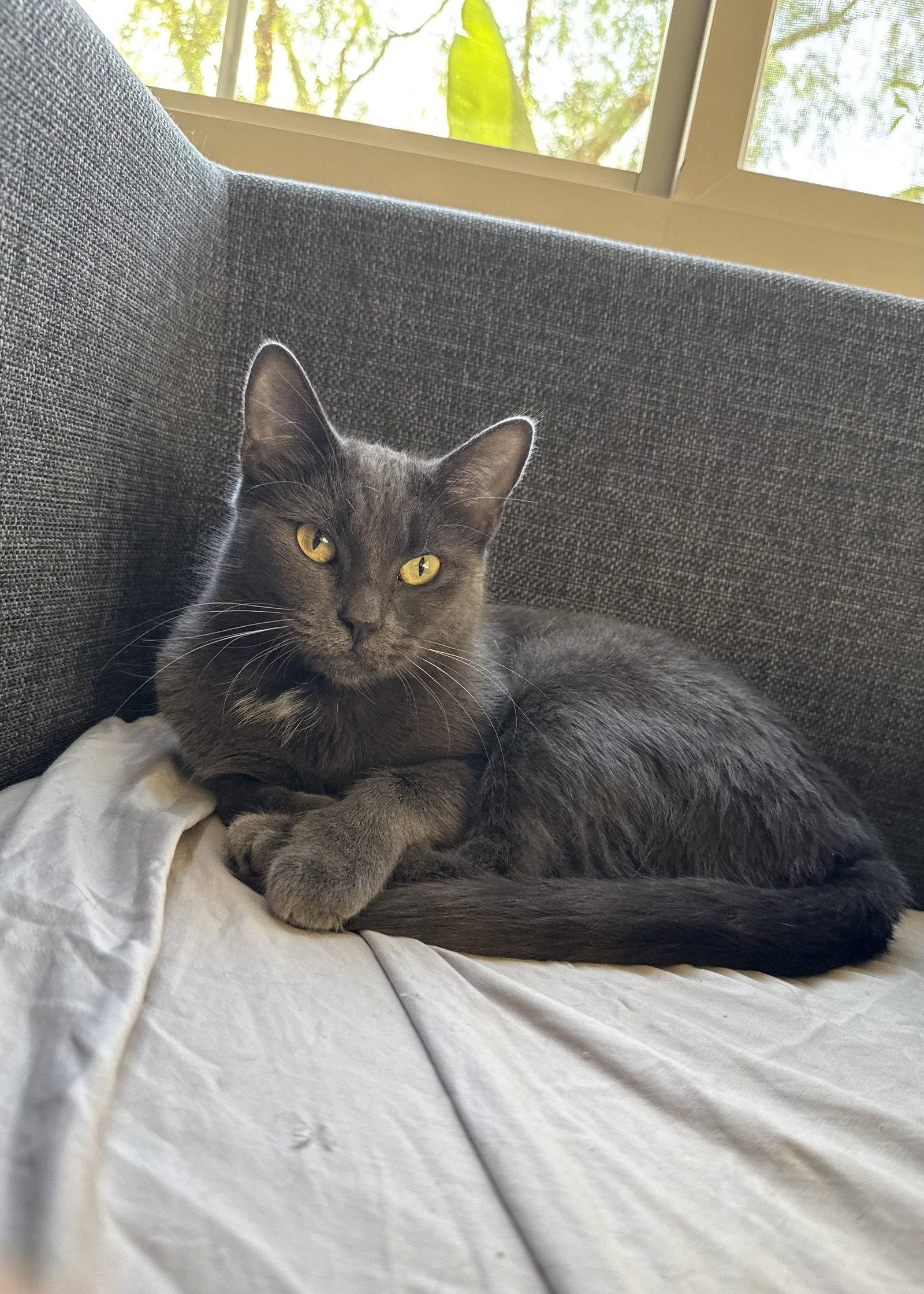 Kiki kitty, a Adoptable mixed breed in Laguna Niguel, CA image 3/3