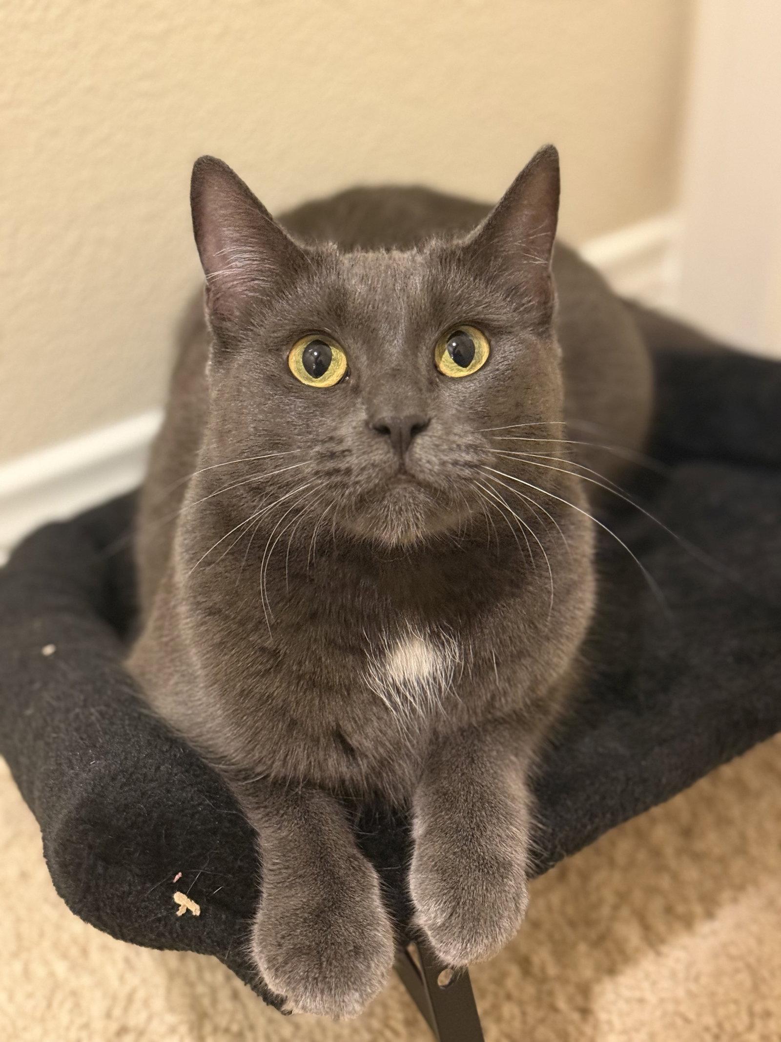 Enlarge Kiki kitty, a Adoptable mixed breed in Laguna Niguel, CA image 3/3