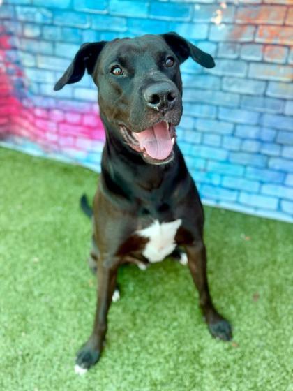 Bean, a Adoptable mixed breed in Port Saint Joe, FL image 1/3