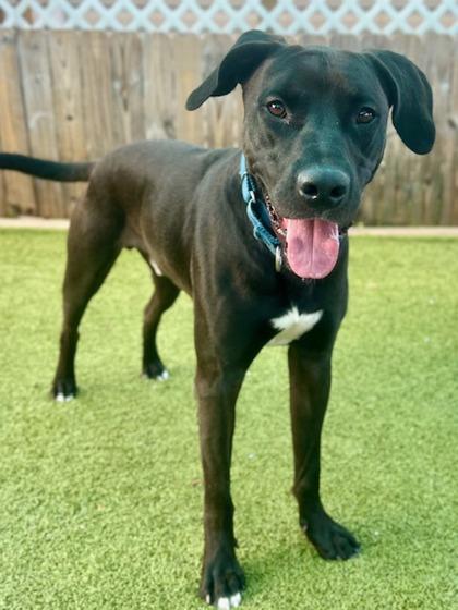 Bean, a Adoptable mixed breed in Port Saint Joe, FL image 2/3