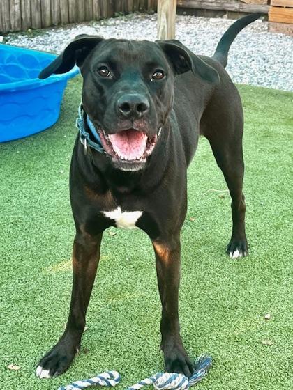 Bean, a Adoptable mixed breed in Port Saint Joe, FL image 3/3