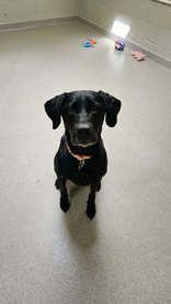 Ranger, ADOPTABLE, Senior Male Mixed Breed.