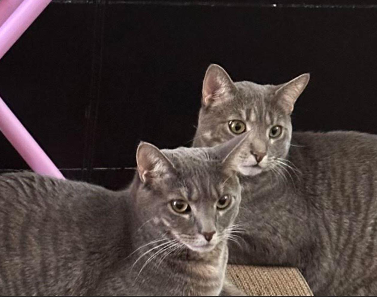 Daisy and Orchid, an adopted Domestic Short Hair in Fairfax, VA image 2/4