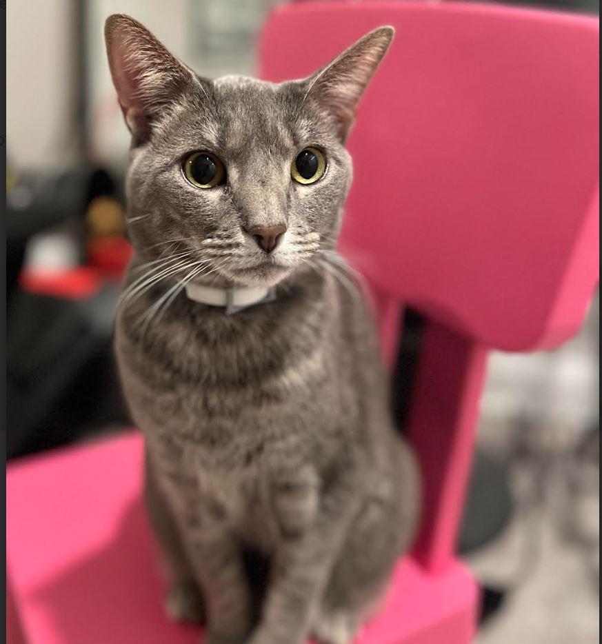 Daisy and Orchid, an adopted Domestic Short Hair in Fairfax, VA image 3/4