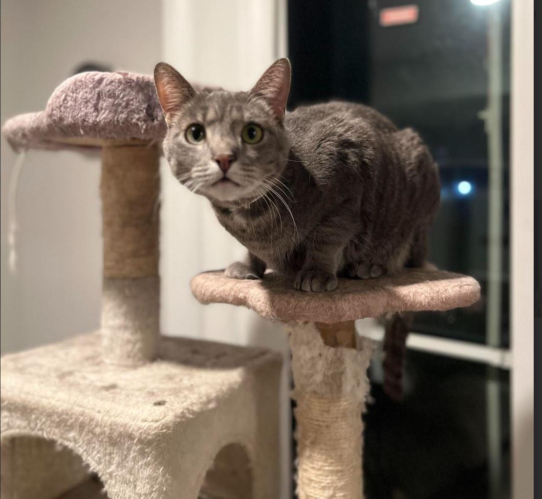 Daisy and Orchid, an adopted Domestic Short Hair in Fairfax, VA image 4/4