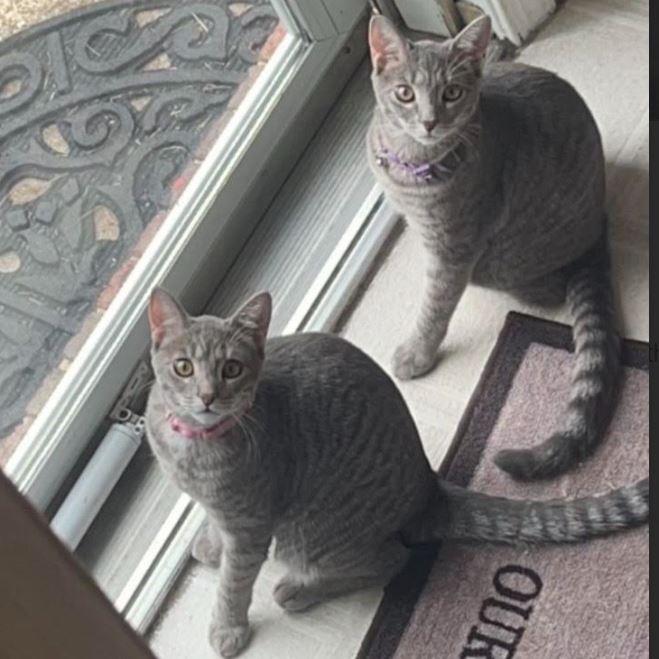 Daisy and Orchid, an adopted Domestic Short Hair in Fairfax, VA image 1/4