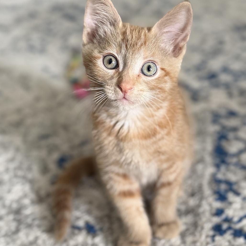Enlarge Colby, a Adoptable Domestic Short Hair in Flower Mound, TX image 2/4