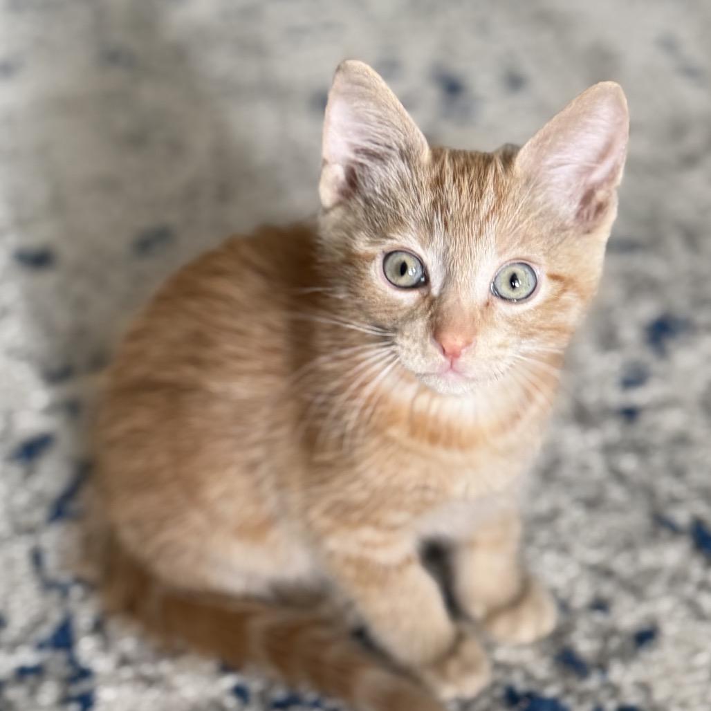 Enlarge Colby, a Adoptable Domestic Short Hair in Flower Mound, TX image 3/4