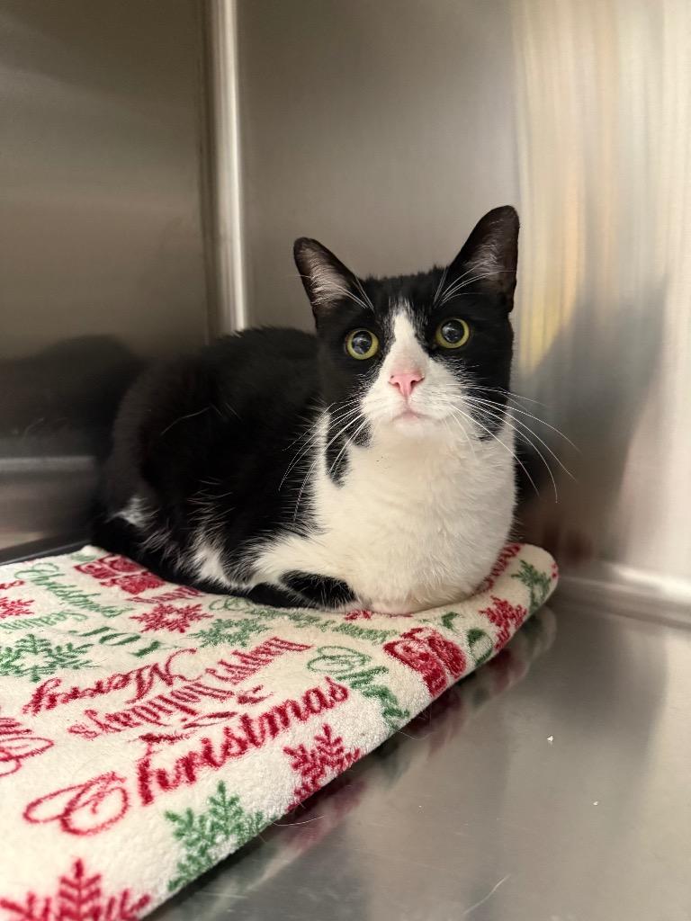 Max, Adoptable, Senior Male Domestic Short Hair.