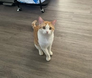 Sosuke, Young Male Domestic Short Hair