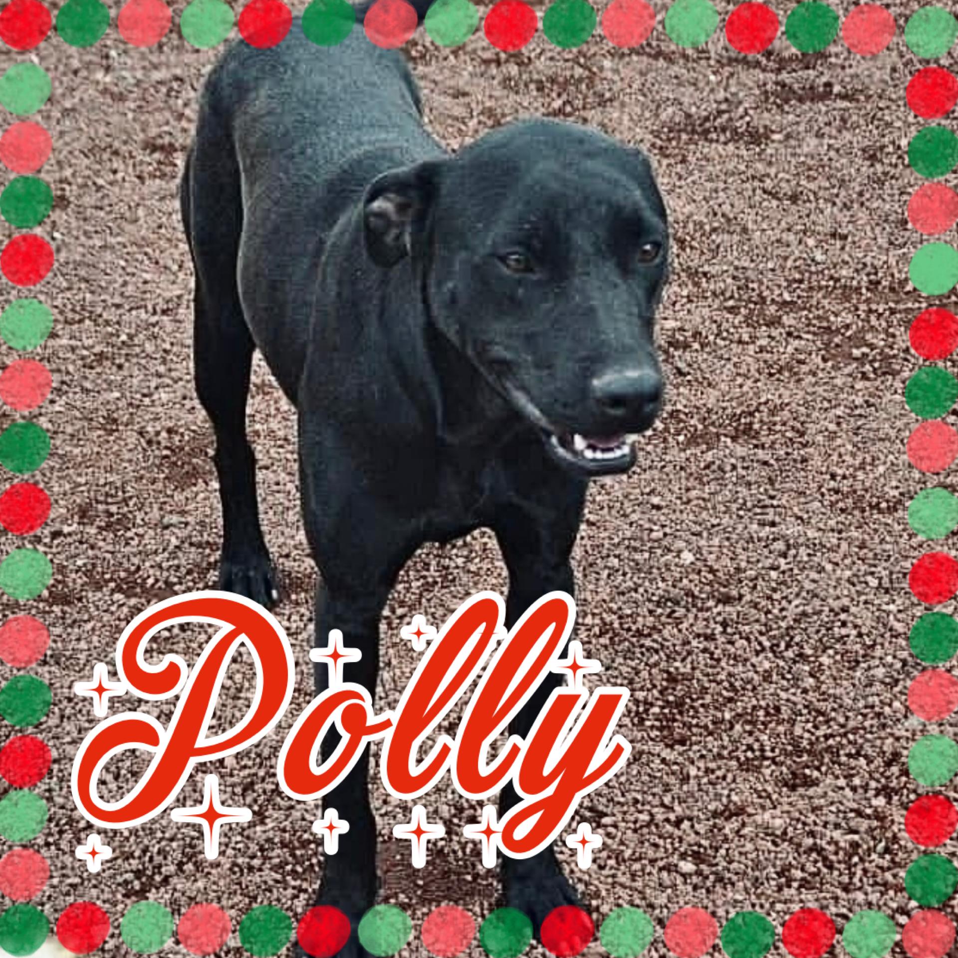 Polly, a ADOPTABLE mixed breed image 1/4