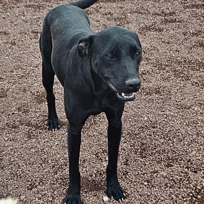 Polly, ADOPTABLE, Young Female Mixed Breed & Black Labrador Retriever.