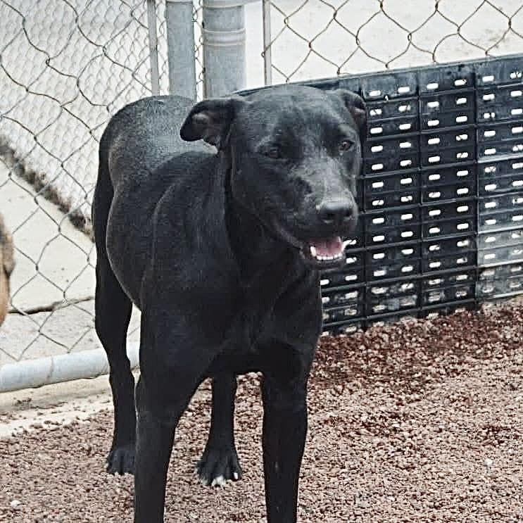 Polly, a ADOPTABLE mixed breed image 2/4