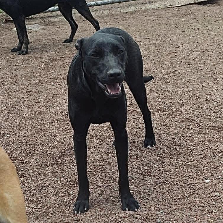 Polly, a ADOPTABLE mixed breed image 3/4