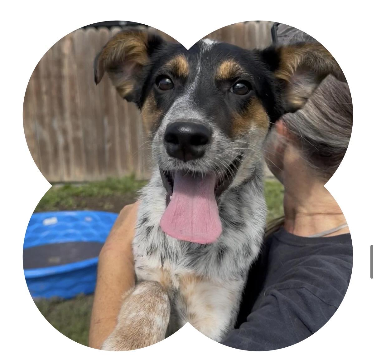 Paulie, Adoptable, Young Male Australian Cattle Dog / Blue Heeler.