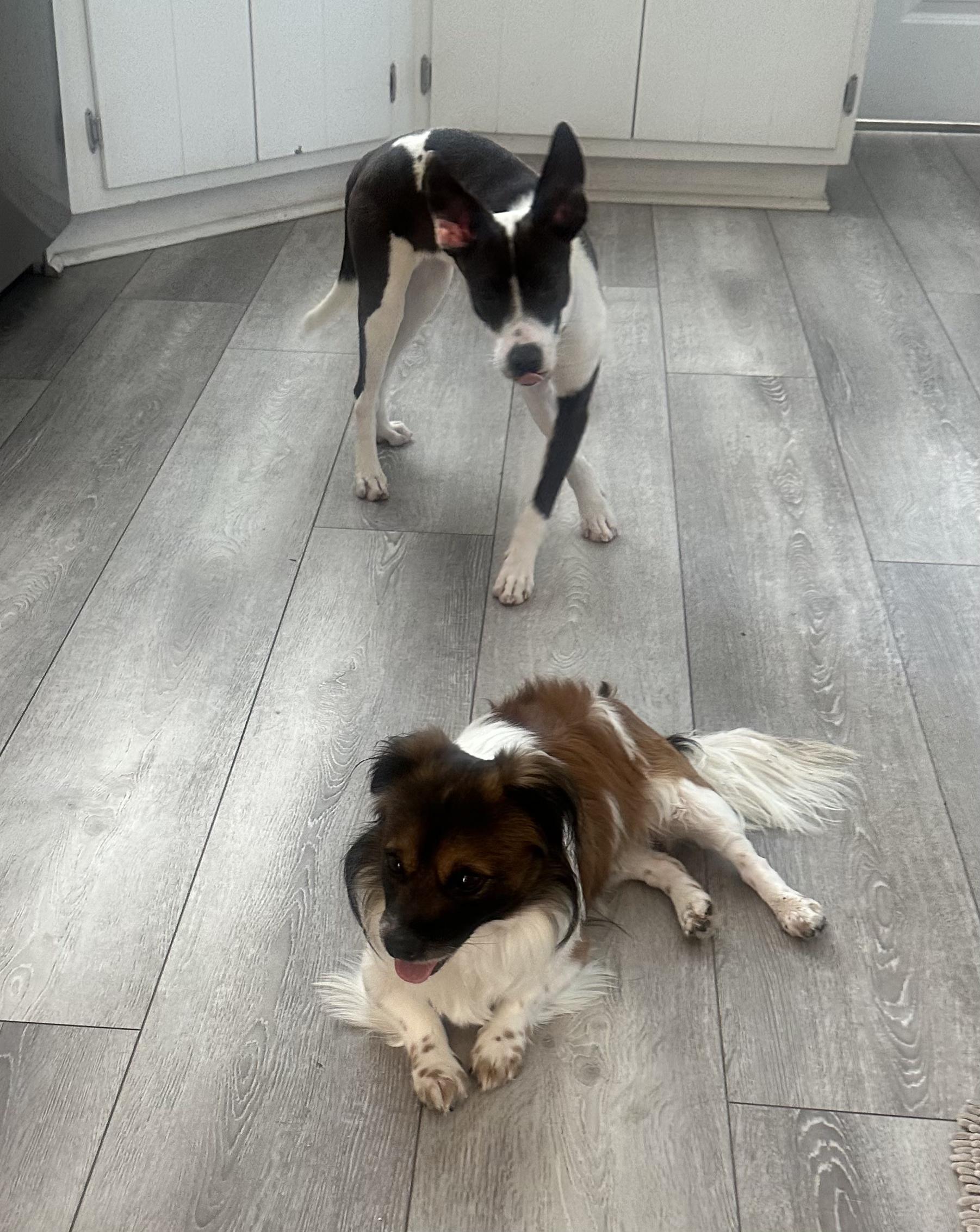 Maximilian!! thumbnail 4