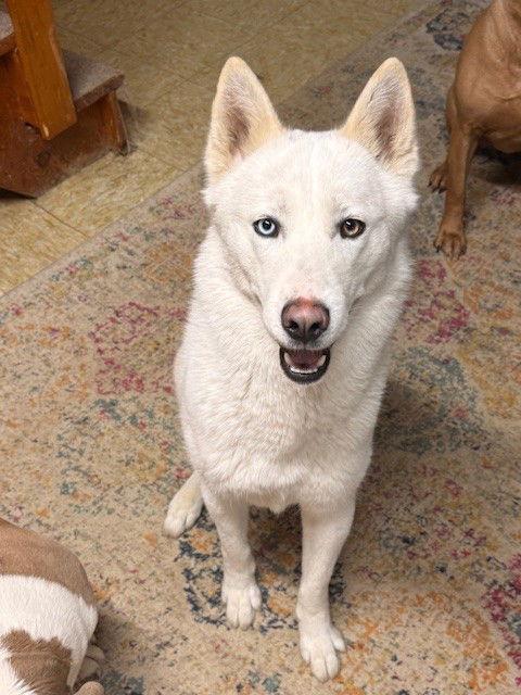 Enlarge ***LILO***, a Adoptable Husky in Mechanicsburg, PA image 1/2