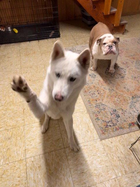 Enlarge ***LILO***, a Adoptable Husky in Mechanicsburg, PA image 2/2