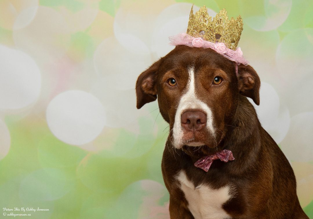 Enlarge Mable, a Adopted mixed breed in Kirkland Lake, ON image 1/6
