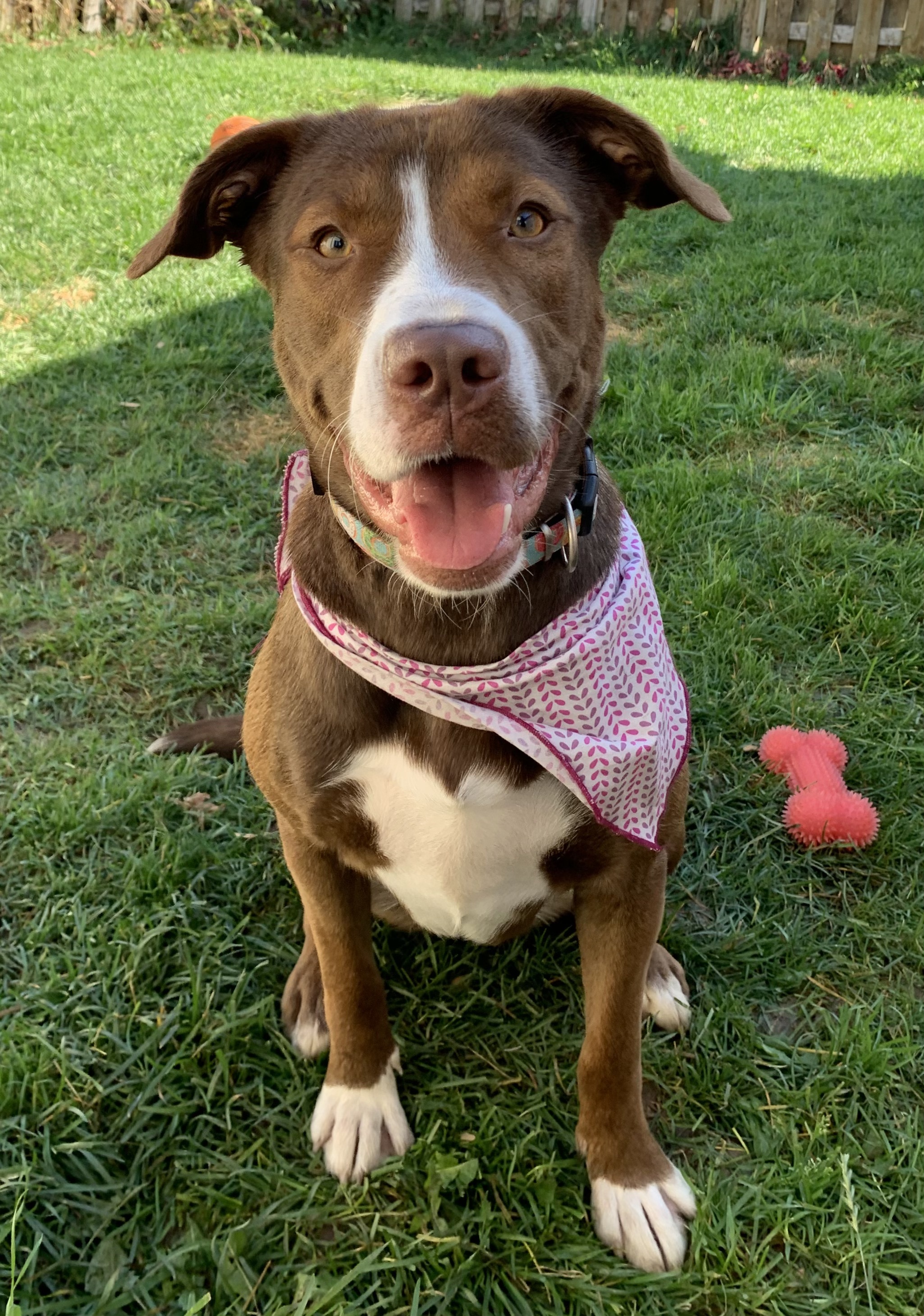 Enlarge Mable, a Adopted mixed breed in Kirkland Lake, ON image 2/6