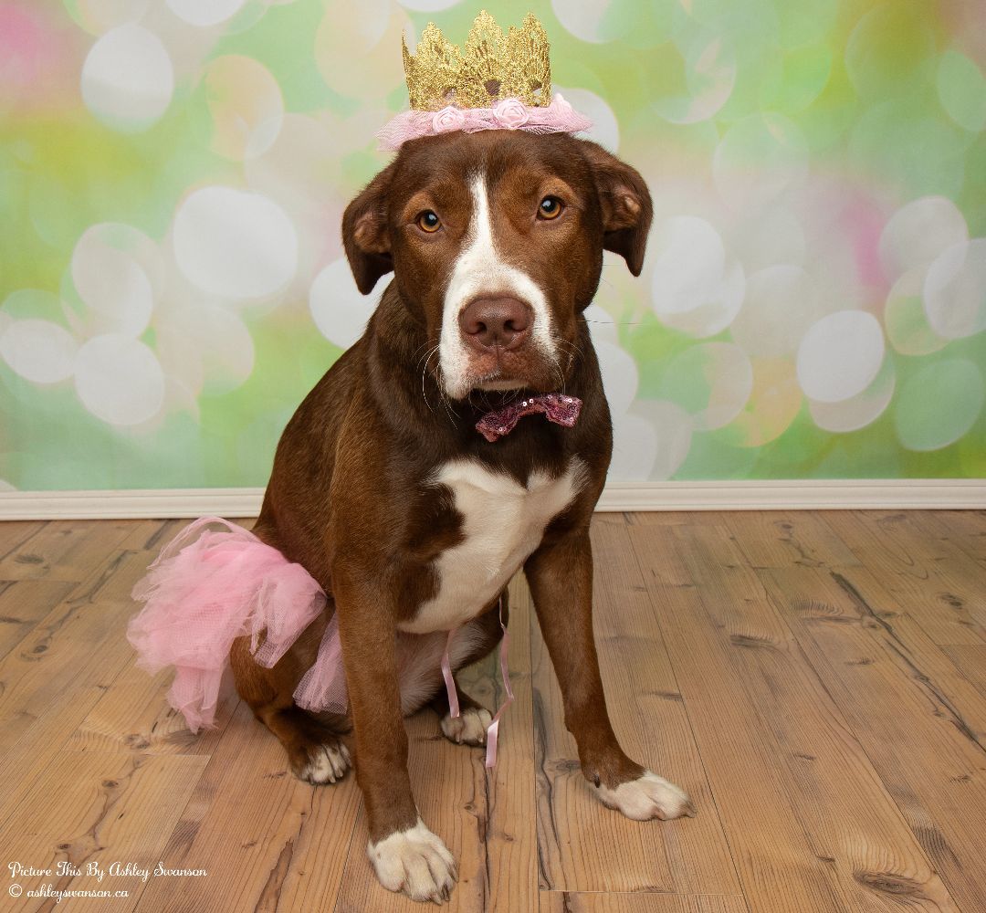 Enlarge Mable, a Adopted mixed breed in Kirkland Lake, ON image 3/6