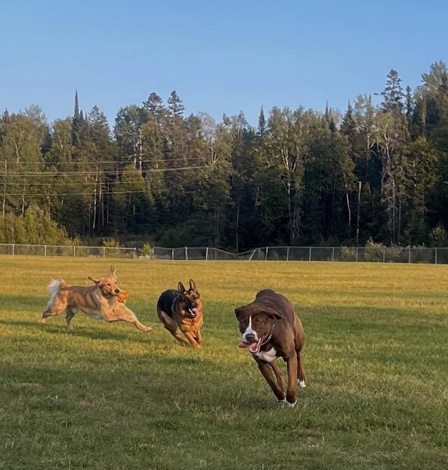 Enlarge Mable, a Adopted mixed breed in Kirkland Lake, ON image 4/6