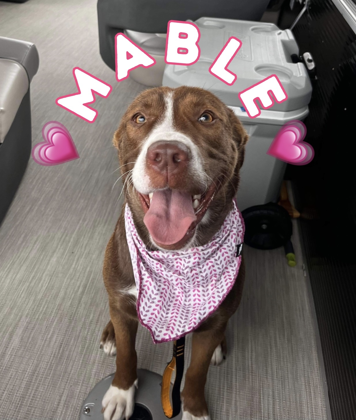 Enlarge Mable, a Adopted mixed breed in Kirkland Lake, ON image 5/6