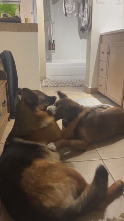 Enlarge Mable, a Adopted mixed breed in Kirkland Lake, ON video 6/6