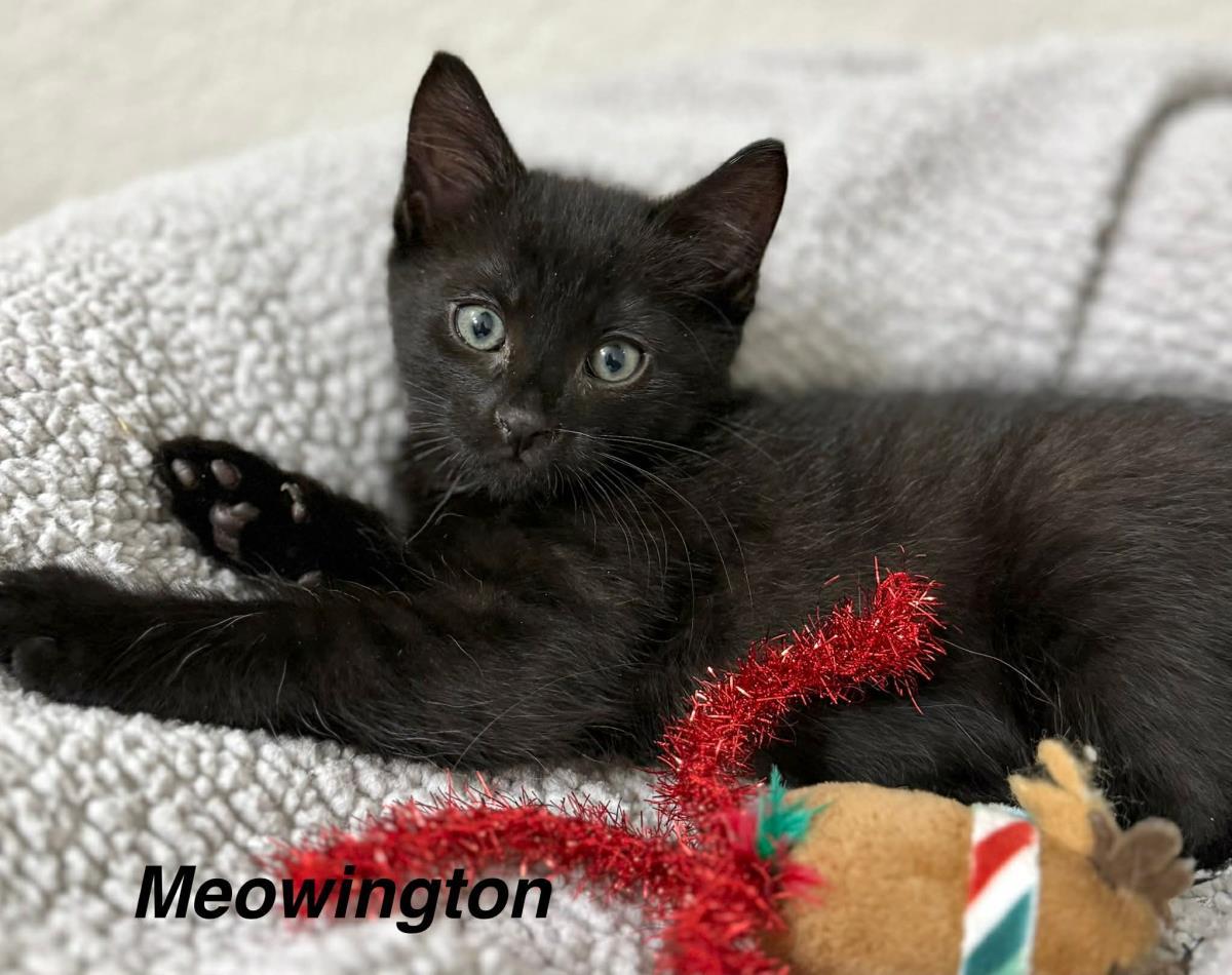 Meowington Meowtly, Adoptable, Kitten Male Domestic Short Hair.