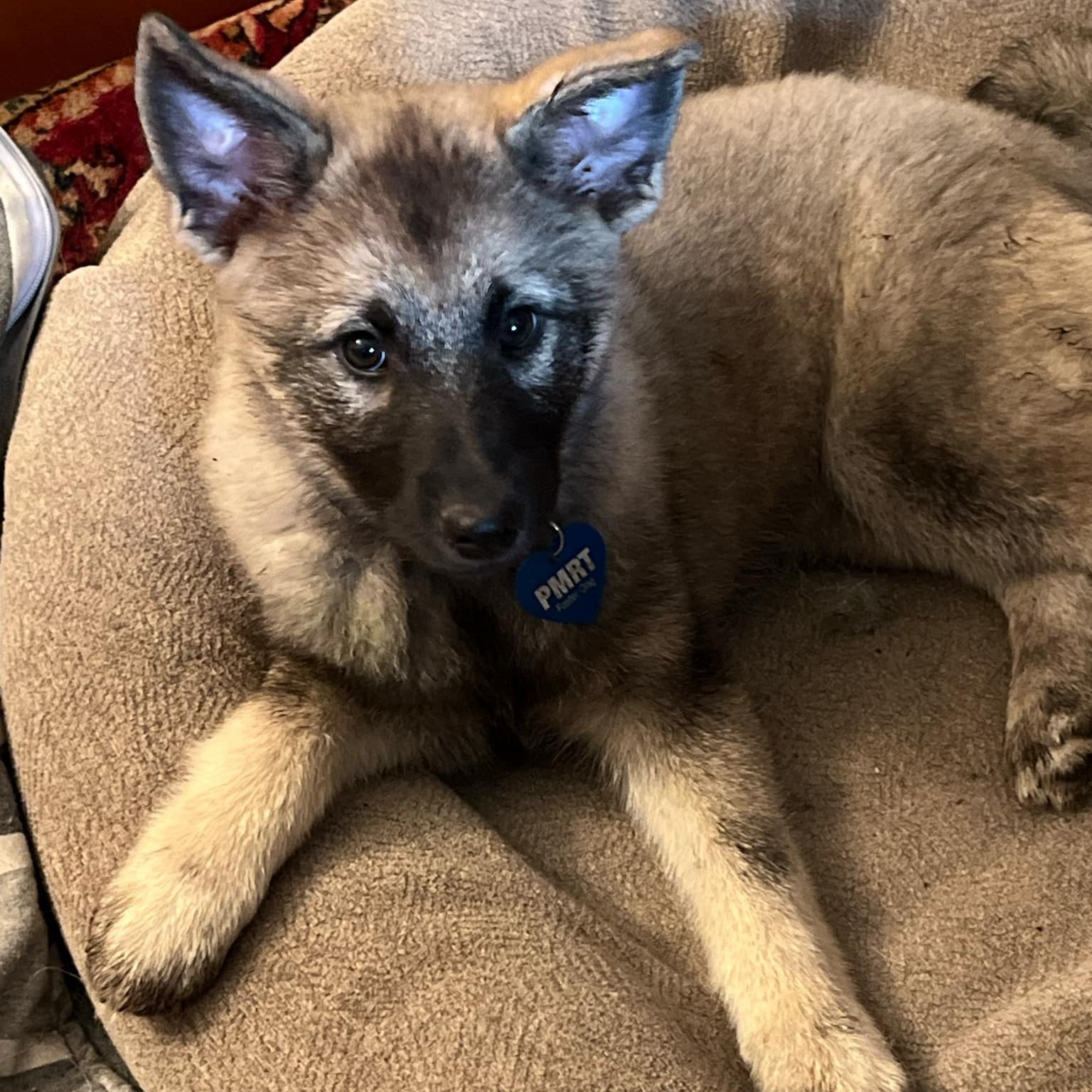 Dog for adoption Millie, a Norwegian Elkhound in Rochester, NY