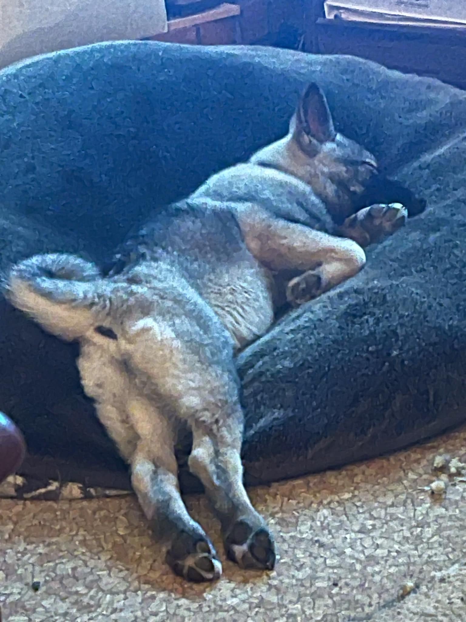 Dog for adoption Millie, a Norwegian Elkhound in Rochester, NY