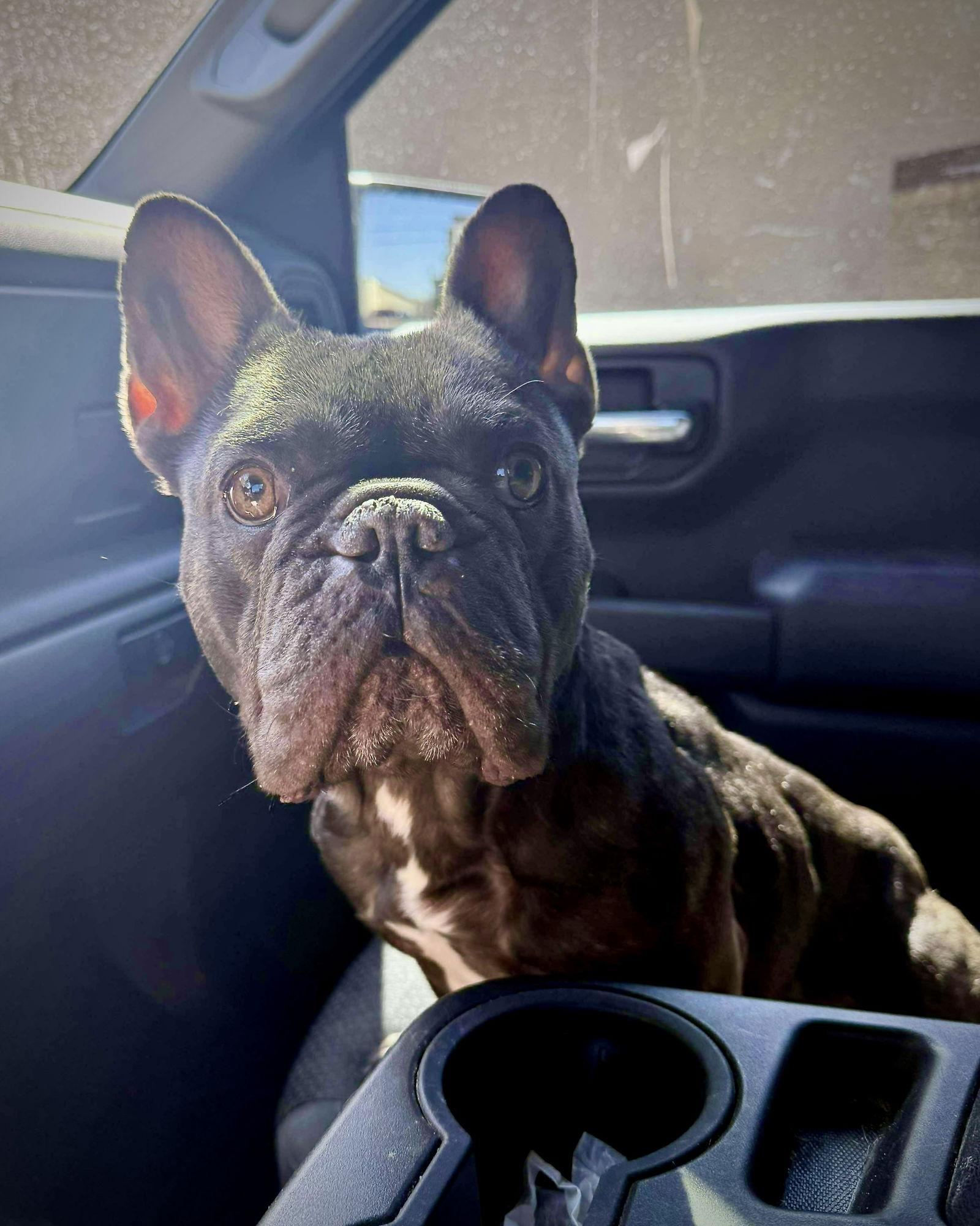 Enlarge Godiva, a Adopted French Bulldog in Monticello, NY image 1/2