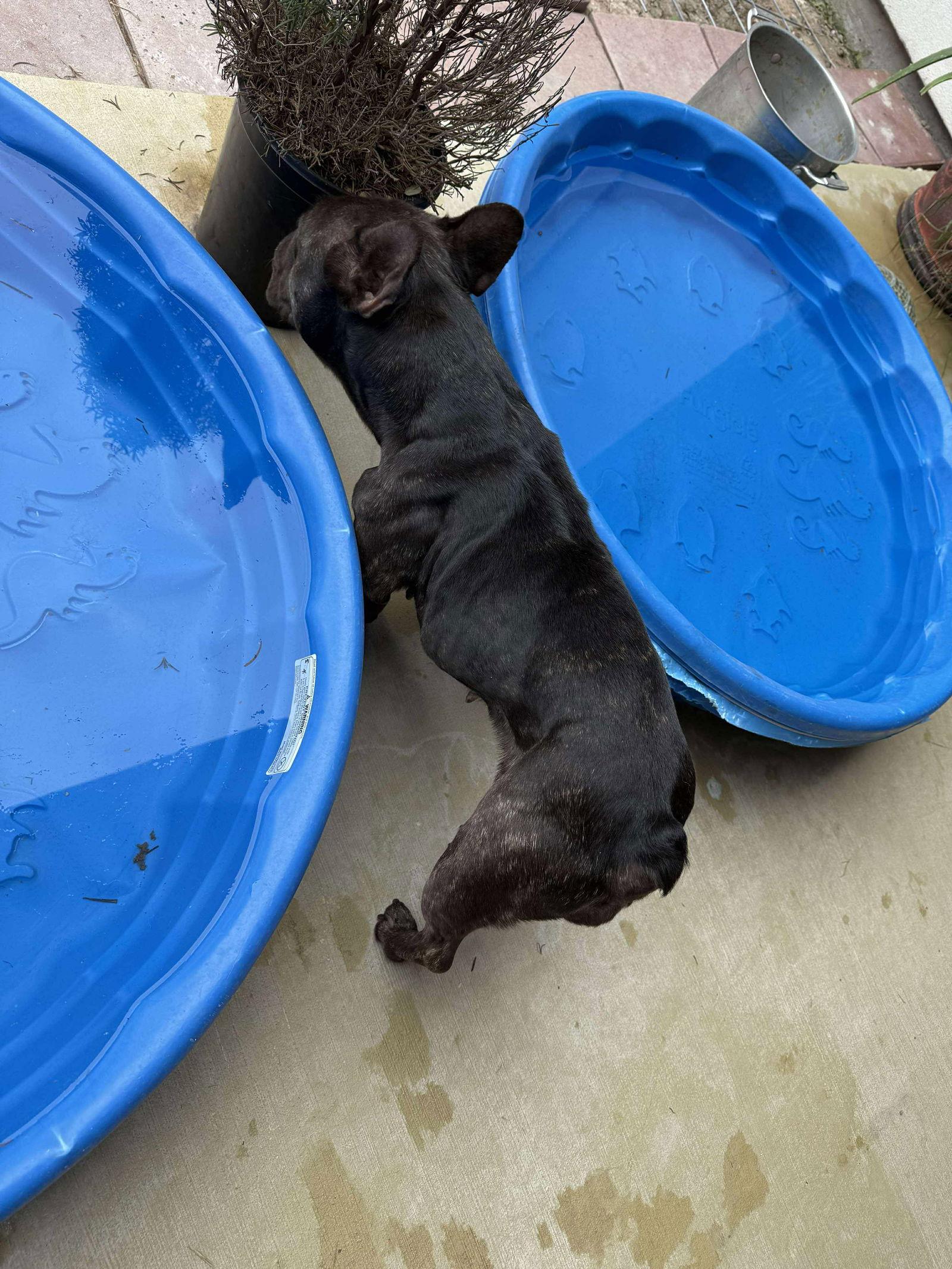 Enlarge Godiva, a Adopted French Bulldog in Monticello, NY image 2/2