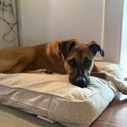 Enlarge Dallas, a Adoptable mixed breed in Bowie, MD image 6/6