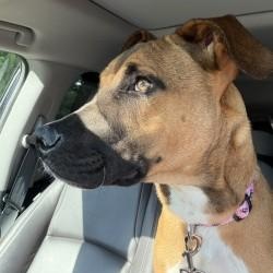 Enlarge Dallas, a Adoptable mixed breed in Bowie, MD image 4/6