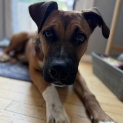 Enlarge Dallas, a Adoptable mixed breed in Bowie, MD image 2/6