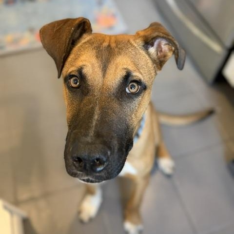 Dallas, Adoptable, Young Male Boxer & Black Mouth Cur.