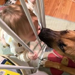 Enlarge Dallas, a Adoptable mixed breed in Bowie, MD image 5/6
