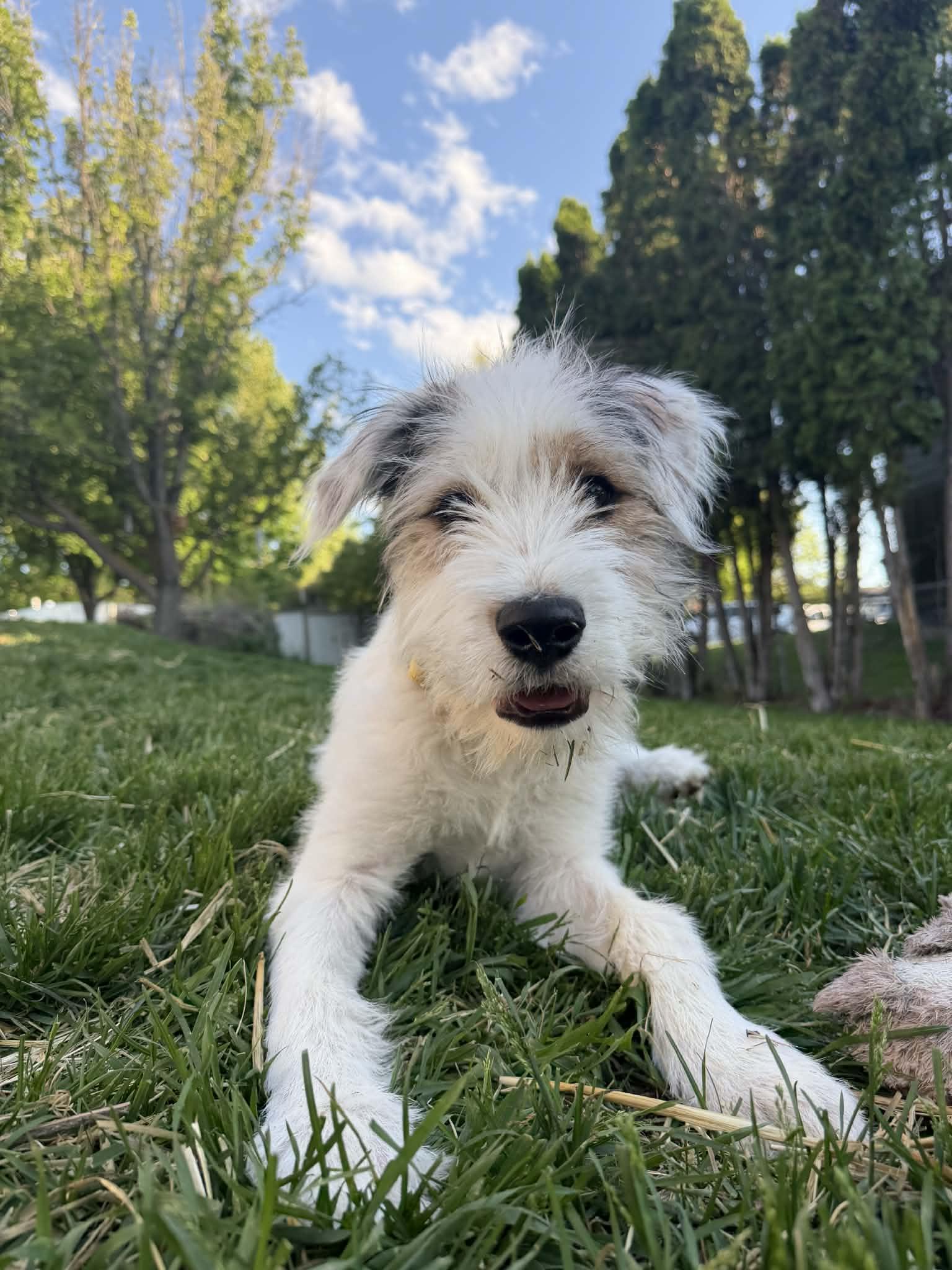 Enlarge Frankie, an adopted mixed breed in COEUR D ALENE, ID image 3/6