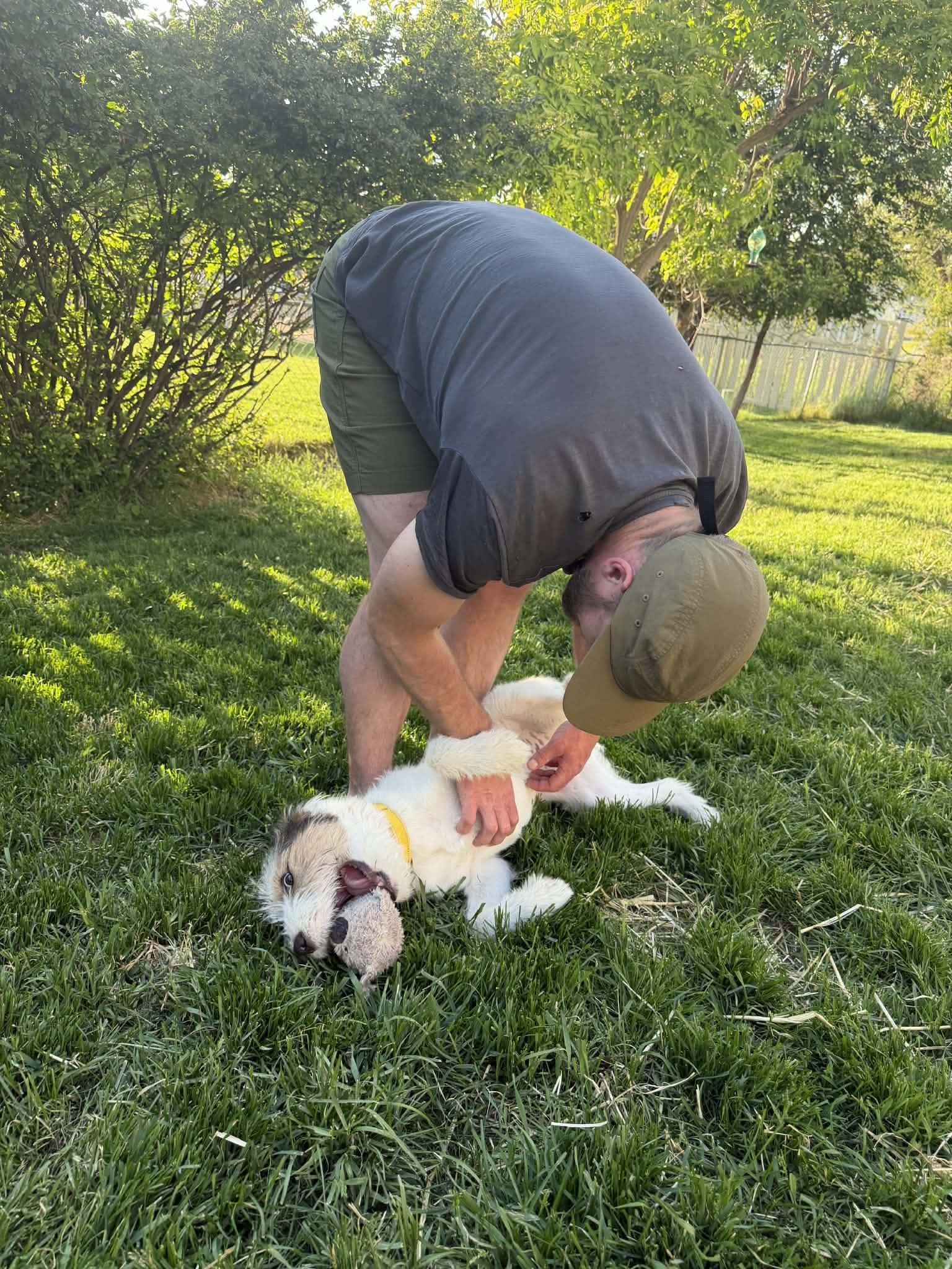 Enlarge Frankie, an adopted mixed breed in COEUR D ALENE, ID image 5/6