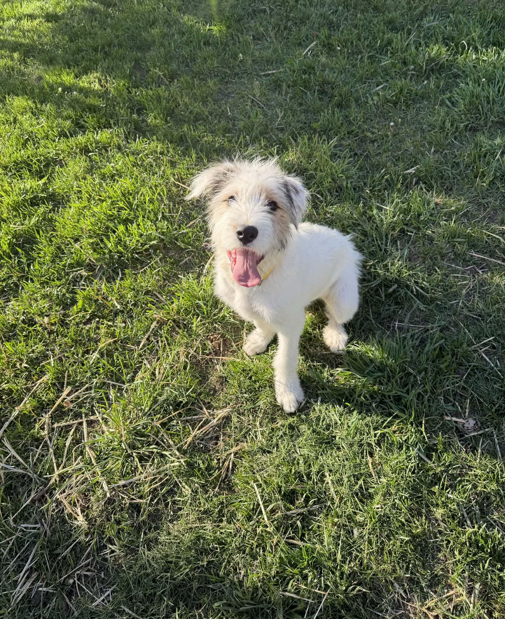 Frankie, adopted, Young Male Airedale Terrier & Australian Shepherd.